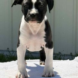 Bonnie - Black female American Staffordshire Terrier puppy in Clintwood, Virginia from SkyBlue Kennel