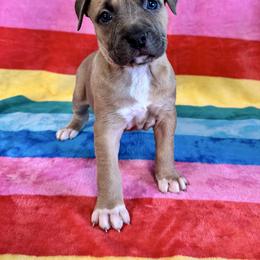 Blue Fawn Female - Blue fawn female American Pit Bull Terrier puppy in Nine Mile Falls, Washington from Bartin Kennels
