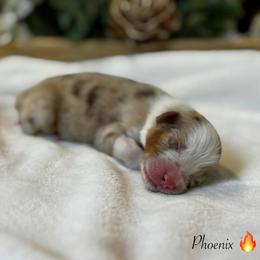 Phoenix - Red merle male Australian Shepherd puppy in Murrayville, Georgia from Mountain Ridge Aussies