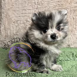 HOLD AKC DOUGHNUT - Blue merle female Pomeranian puppy in Watkins Glen, New York from Wicked Spirits Pomeranians