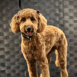 Sophie - Goldendoodle