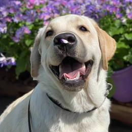 Labrador Retrievers from FreshwaterLabs