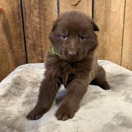 Lime HC AKA Thunder - Liver male German Shepherd puppy in Terra Alta, West Virginia from Shepherd Country Farm and Kennels