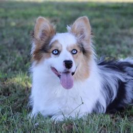 Pickles - American Corgi