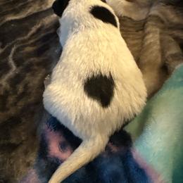 Girl 3 - Blue female Australian Cattle Dog puppy in Defuniak Springs, Florida from Blue Cypress Stock dogs