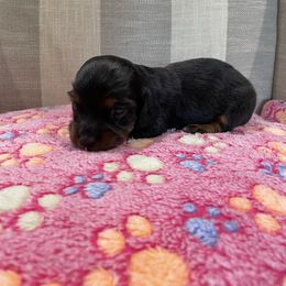 Ralph - Black and tan male Dachshund puppy in Temple, Texas from Brit’s Doxie Crossing