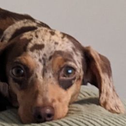 Pebbles - Dachshund