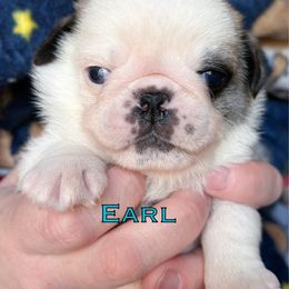 Boy 5 'Earl' - Fawn male Pug puppy in Morgantown, West Virginia from Groovy Pugs