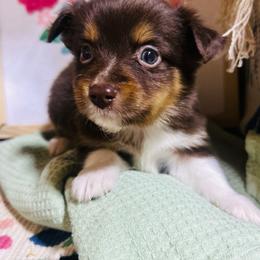 Copper - Red tri male Toy Australian Shepherd puppy in Garvin, Oklahoma from Hochatown Awesome Aussies