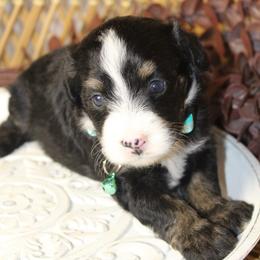 Female 1 - Tri-color female Bernedoodle puppy in Belgreen, Alabama from Scott’s Farm Poodles and Doodles