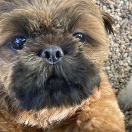 Nigel - Shih Tzu