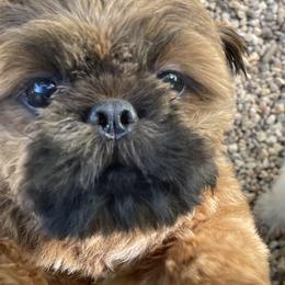 Nigel - Shih Tzu