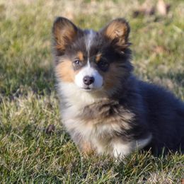 Pembroke Welsh Corgi Puppies from Hayday Ranch Corgis
