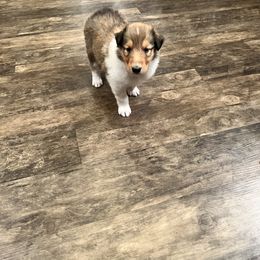 Boy 1 - Sable and white Collie puppy in Canyon, Texas from Flying W Collies