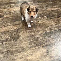 Boy 1 - Sable and white Collie puppy in Canyon, Texas from Flying W Collies