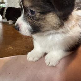Tri boy 3 - Black and tan male Pembroke Welsh Corgi puppy in Mountain View, Hawaii from Celtic Corgis