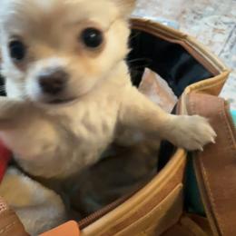 Chihuahua Puppies from Wild Mountain Chihuahuas