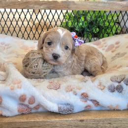F1B Meet Paisley :) - Apricot female Cavapoo puppy in Centerville, Iowa from Barnyard Dachshunds, Dals & Doodles