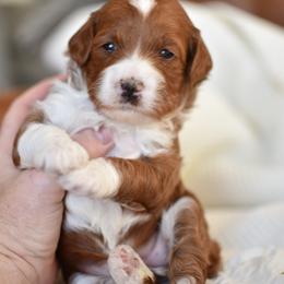 Raya - Red  female Goldendoodle puppy in Berlin, Ohio from Doodle Babys