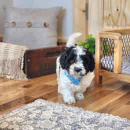 F1B Meet Wesley :) - Black and white male Cavapoo puppy in Centerville, Iowa from Barnyard Dachshunds, Dals & Doodles