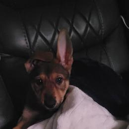 ORANGE Collar Girl - Black and tan female German Shepherd puppy in Willoughby, Ohio from WolfPackk