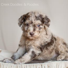 Aussiedoodles, Bordoodles, Goldendoodles, and Sheepadoodles from Crooked Creek Doodles and Poodles
