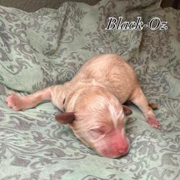 Boy 4 - Cream male Goldendoodle puppy in Fresno, California from D & L Doodles LLC