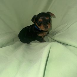 Blue boy - Black and tan male Yorkshire Terrier puppy in Pomona, California from Lunio's Yorkies