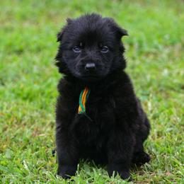 Orange green girl - Black female German Shepherd puppy in Clarkrange, Tennessee from Vom Wolff
