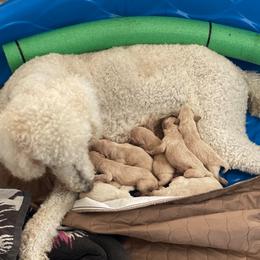 Goldendoodle Puppies from YL Goldendoodles