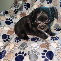 TUX - Black and white male Chihuahua puppy in Attleboro, Massachusetts from Treasured Hearts Chihuahuas
