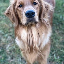 Golden Retriever Puppies from TC's Golden Ranch