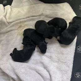 Spice - Black male Scottish Terrier puppy in Goodrich, Texas from Landrum Scottish Terriers