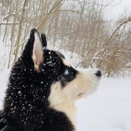 Siberian Husky Puppies from Xk siberians