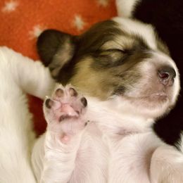 Pfeffernüse - Piebald male Dachshund puppy in North Reading, Massachusetts from The Well Tempered Dachshund