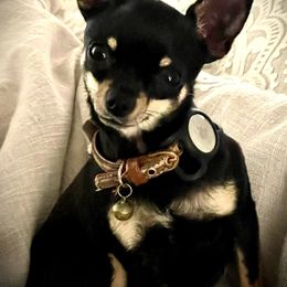 Ruby - Chihuahua
