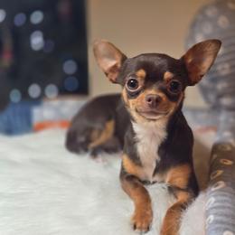 Fig - Chihuahua