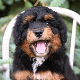 Aussiedoodles and Miniature Australian Shepherds from Rural Iowa Aussies & Doodles