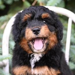 Aussiedoodles and Miniature Australian Shepherds from Rural Iowa Aussies & Doodles