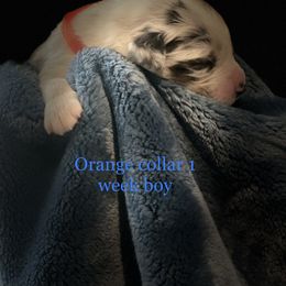 Australian Shepherd Puppies from Sydney’s Sweethearts