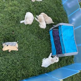 Cocker Spaniel Puppies from Taylor’s Cockerspaniels