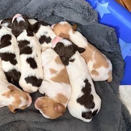 Brittany puppies from Double K Brittanys