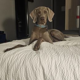 Benelli - Weimaraner