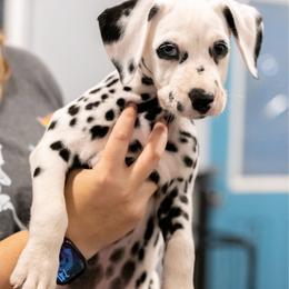 Snow - White and black female Dalmatian puppy in Cleveland, Texas from Arrowhead Dalmatians