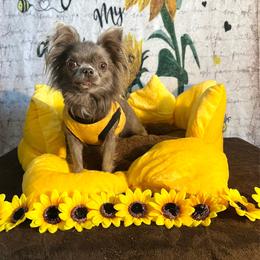 Kuzma - Silver male Chihuahua puppy in Mesa, Arizona from Arizona Dream Chihuahuas