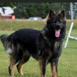 Tarrant - German Shepherd