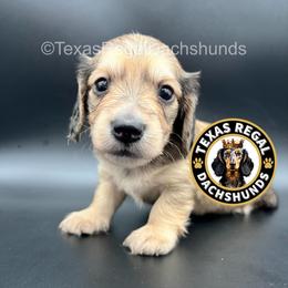 Biscuit 3500 - Cream male Dachshund puppy in Houston, Texas from Texas Regal Dachshunds LLC