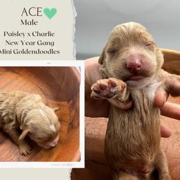Ace - Red  male Goldendoodle puppy in Hilton, New York from The House of Goldendoodle