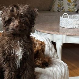 Charlie - Cockapoo