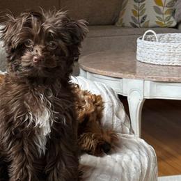 Charlie - Cockapoo